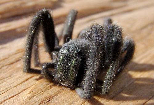 Segestria florentina
