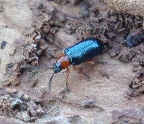 Réf. 98 107 : Oulema sp.