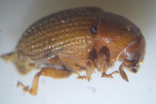 Réf. 98 366 : Hylesinus crenatus