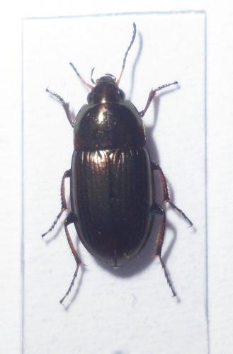 Amara sp.