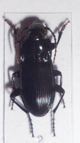 Réf. 98 653 : Abax parallelus