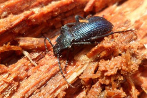 Réf. 98 774 : Helops caeruleus