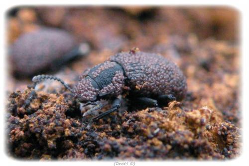 Boletoglyphus boletophagi
