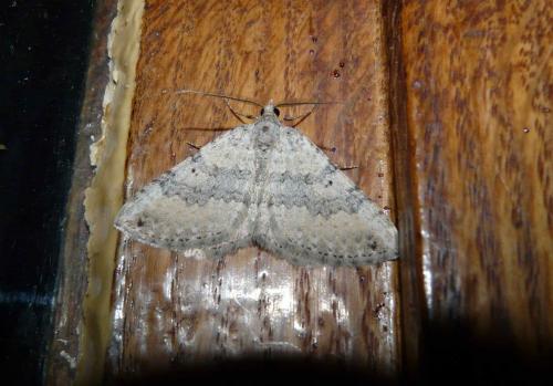 Scotopteryx octodurensis