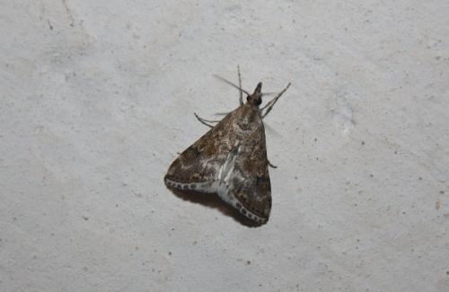 Réf. 98 910 : Cybalomia lutosalis