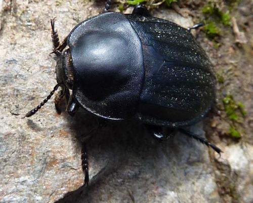 Silpha olivieri