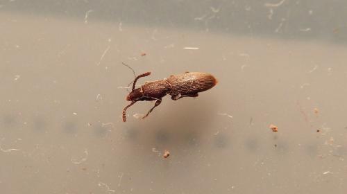 Airaphilus sp.
