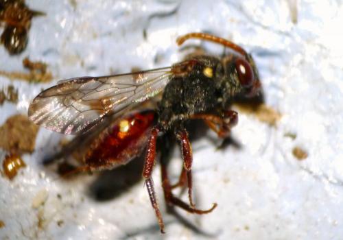Réf. 98 634 : Nomada sp.