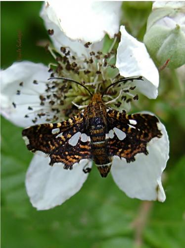 Réf. 98 252 : Thyris fenestrella