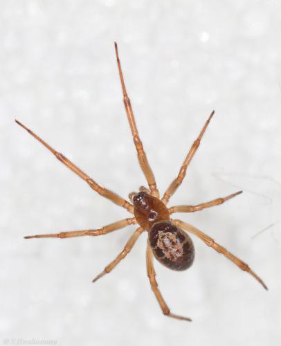 Réf. 98 542 : Steatoda nobilis