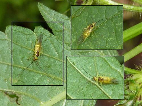 Réf. 98 463 : Stenopsocus stigmaticus