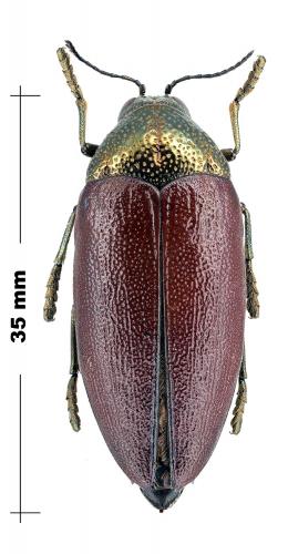 Sternocera klugii