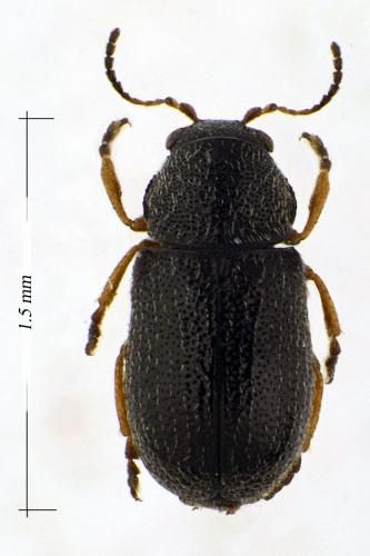 Réf. 98 472 : Stylosomus minutissimus