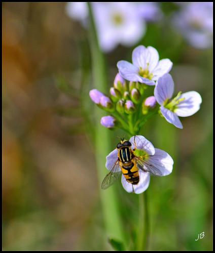 Helophilus pendulus