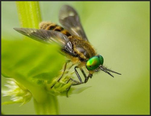 Réf. 98 919 : Chrysops relictus