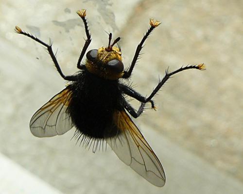 Réf. 98 683 : Tachina grossa