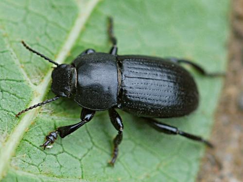 Réf. 98 466 : Phylan intermedius