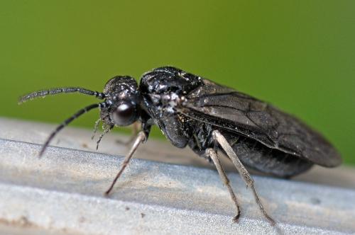 Blennocampinae