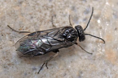 Blennocampinae
