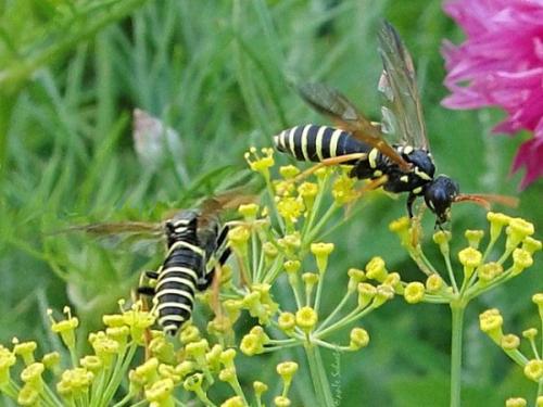 Tenthredo scrophulariae