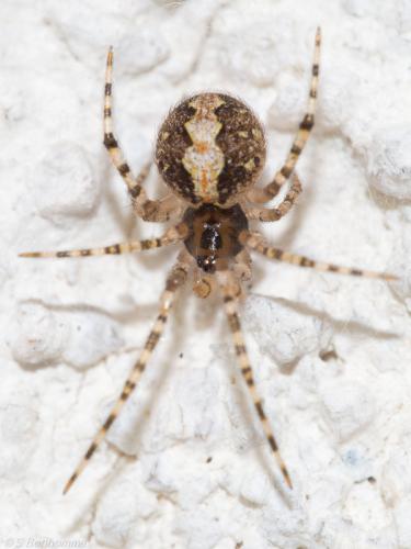 Theridion sp.