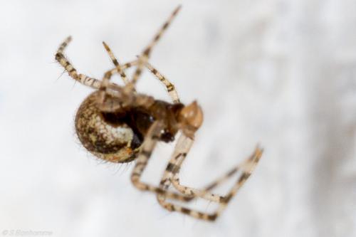 Theridion sp.