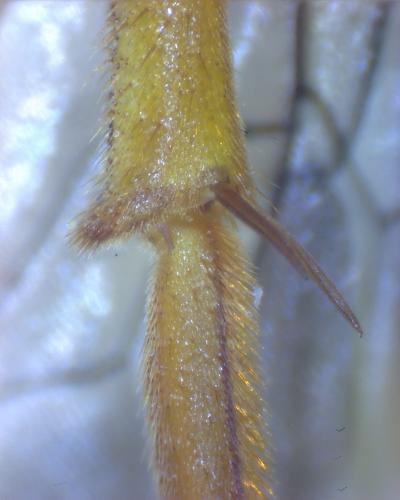 Nomada sexfasciata