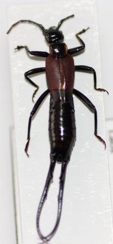 Réf. 98 283 : Timomenus lugens