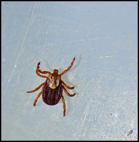 Réf. 98 660 : Dermacentor sp.