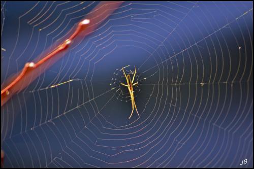 Réf. 98 020 : Tetragnatha sp.