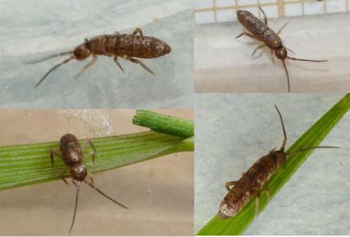 Tomocerus vulgaris