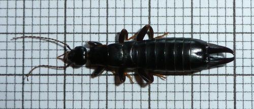 Euborellia moesta