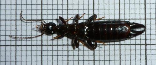 Euborellia moesta