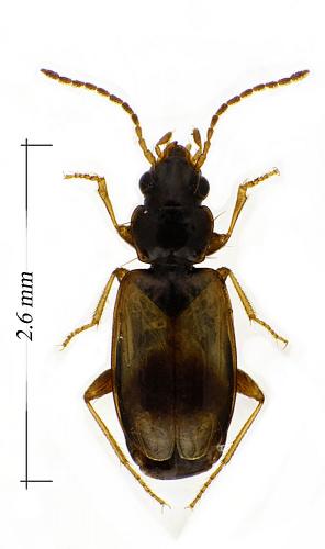 Réf. 98 514 : Tachys scutellaris