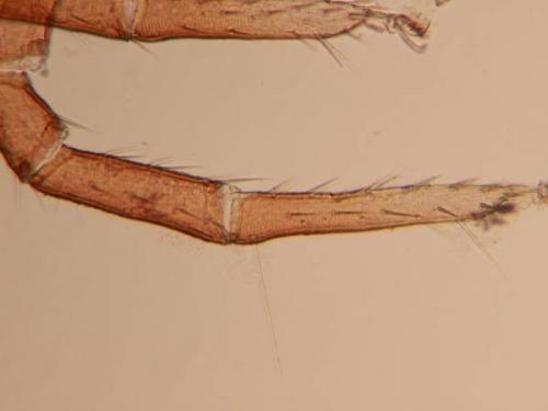 Biscirus sp.