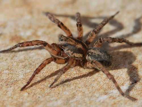 Arctosa personata