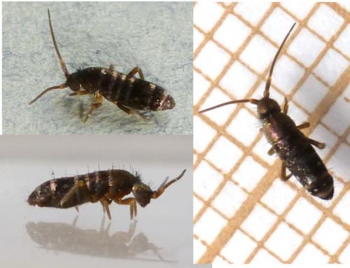 Tomocerus vulgaris