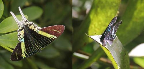 Urania leilus