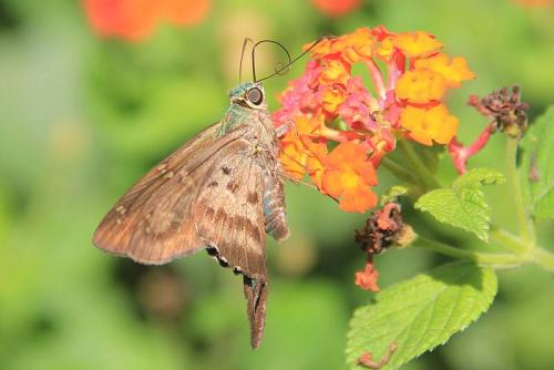 Urbanus dorantes obscurus