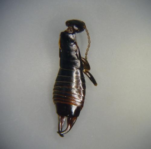 Euborellia moesta