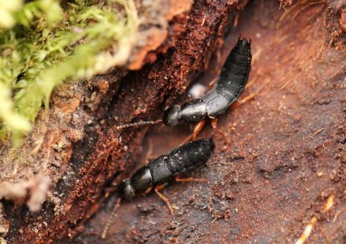 Ocypus brunnipes