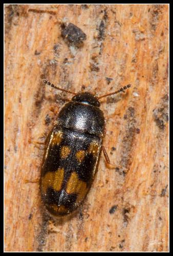Réf. 98 858 : Litargus connexus