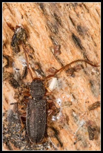 Réf. 98 859 : Uleiota planatus