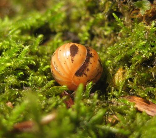 Glomeris klugii