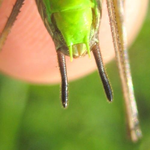 Pachytrachis gracilis