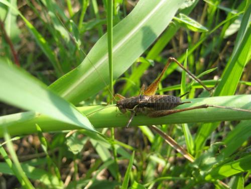 Pachytrachis gracilis