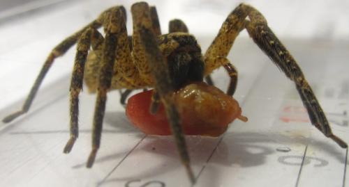 Zoropsis spinimana