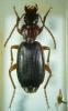 98259 – Photo : Pierre Cabrol – France (66)
