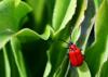 98835 – Photo : Pierre Chico-Sarro – France (69)