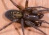 Amaurobius ferox